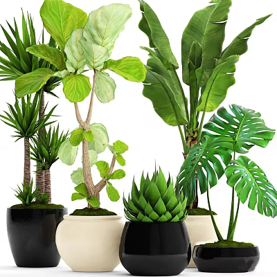 Various Indoor Potted Plants With Large Green Leaves And Succulents In Black And Beige Pots 3d model