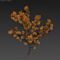 Beautiful Autumn Tree With Orange Leaves And Slender Trunk On Dark Background