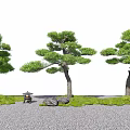 Japanese Pine Trees in Traditional Garden Setting with Green Grass Stones and Mini Pavilion