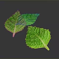 Fresh Green Mint Leaves Ideal For Culinary Recipes And Food Garnishing
