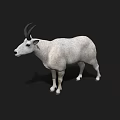 Detailed White Goat With Black Horns Standing On Isolated Black Background