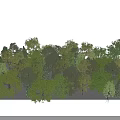 Diverse Arbor Trees With Different Heights And Lush Green Foliage In Natural Scene
