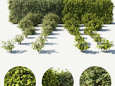 Various Types of Shrubs With Lush Green Foliage in Neat Landscape Arrangement 3d model