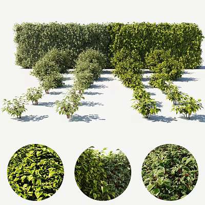 Various Types of Shrubs With Lush Green Foliage in Neat Landscape Arrangement 3d model