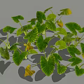 Lush Tropical Plants With Large Green And Yellow Leaves Casting Shadows