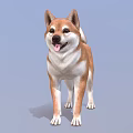 Shiba Inu Standing With Brown White Fur Curled Tail And Tongue Out On Blue Background