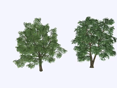 Two Arbor Trees With Lush Green Foliage And Diverse Canopy Structures 3d model
