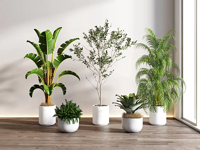 Various Types of Indoor Potted Plants in White Pots on Wooden Floor with Natural Light 3d model