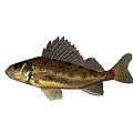 Fish 3d model