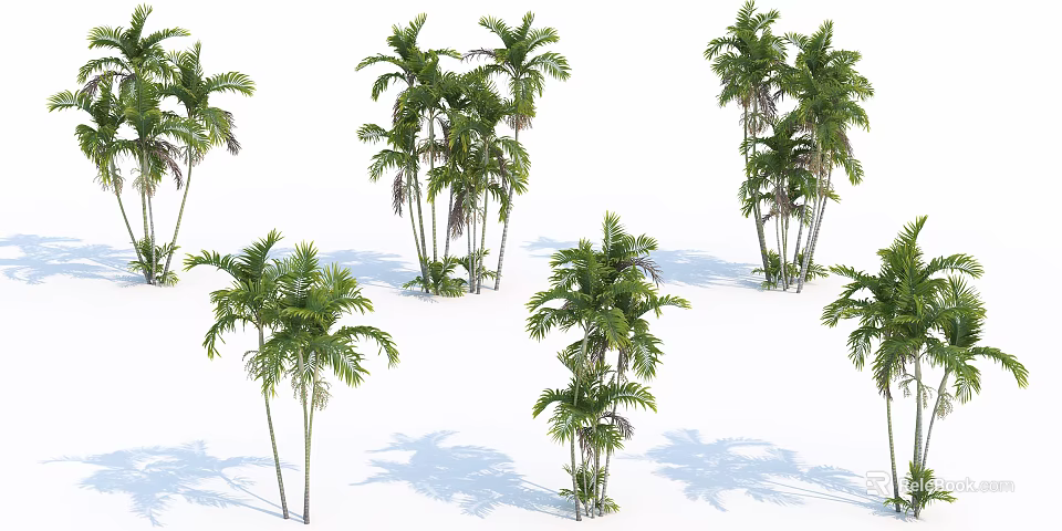 Tall Green Palm Trees With Lush Fronds And Shadows On White Background 3d model 