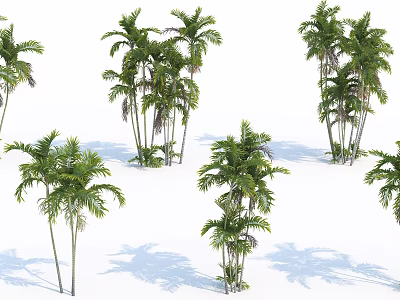 Tall Green Palm Trees With Lush Fronds And Shadows On White Background 3d model
