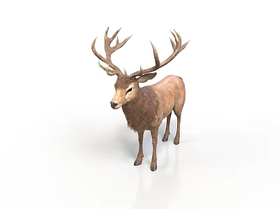 Realistic Brown Deer With Large Antlers Standing On White Background 3d model