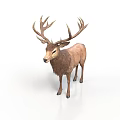 Realistic Brown Deer With Large Antlers Standing On White Background 3d model