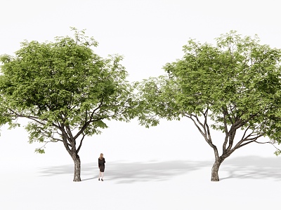 Landscape Tree Arbor Landscape Tree Street Tree 3d model