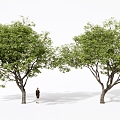 Landscape Tree Arbor Landscape Tree Street Tree 3d model