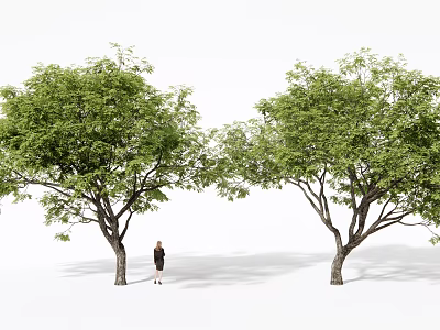 Two Tall Green Trees Standing Together With A Person In Between 3d model