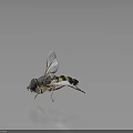 Black and white striped fly with transparent wings perched on black background