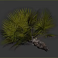 Green Fan Shaped Palm Plant With Lush Leaves And Brown Trunk