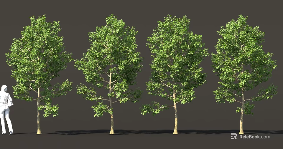 Row of Green Leafy Trees with Light Trunks on Gray Background 3d model