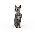 Adorable Grey Spotted Domestic Cat Sitting Calmly Isolated On White Background Pet Portrait