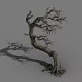 Bare Dry Tree With Twisted Trunk Exposed Roots And Long Shadow
