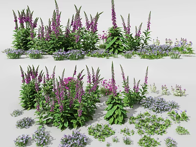 Colorful Garden Flowers With Purple Blooms White Petals And Green Foliage 3d model