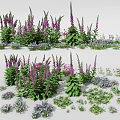 Colorful Garden Flowers With Purple Blooms White Petals And Green Foliage