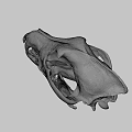 Realistic Animal Skull Side View With Sharp Canine Teeth And Bone Texture