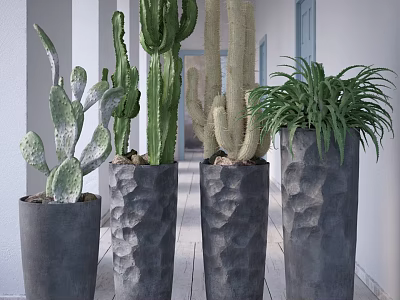 Stylish Potted Cactus Succulent Plants in Gray Textured Planters on Porch 3d model