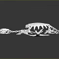 White Turtle Like Anatomical Organ And Hair Structure With Spiky Hair Projections