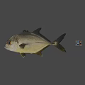 Realistic Fish Model With Floating Colorful Dice In Gray Background