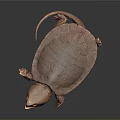 Brown Reptile Turtle With Open Mouth And Hard Shell On Gray Background 3d model