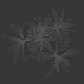 Group Of Vibrant Red Leaf Plants With Tall Stems On White Background