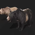 Realistic 3D Brown Bear And Black Bear Models Standing On Dark Background 3d model