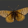 Orange and brown butterfly with patterned wings perched on reflective surface against dark background 3d model