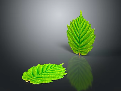 Fresh Green Plant Leaves With Detailed Veins On Gray Background And Reflection 3d model