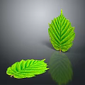 Fresh Green Plant Leaves With Detailed Veins On Gray Background And Reflection