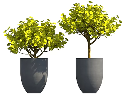 Lush Green Leafy Plants In Modern Gray Planters For Home Decoration 3d model