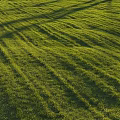 Lush Well Trimmed Green Grass Lawn With Striped Patterns Under Bright Sunlight