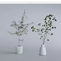 Decorative Bonsai Potted Plants in White Ceramic Pots with Green Foliage on Gray Background