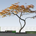 Curved Trunk Tree With Orange Red Leaves Against Blue Sky Background