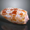 Vibrant Orange and White Aquatic Animal Shell with Shiny Patterned Surface 3d model