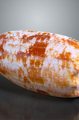 conch bone snail field snail shellfish marine animal fish freshwater fish marine fish animal 3d model