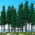 Tall Green Trees Standing by Water with Lush Grass and Blue Sky
