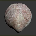 Organ And Hair Texture With Pink White Surface On Dark Background