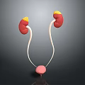 Human Kidneys Ureters and Bladder Anatomy 3D Medical Illustration Structure