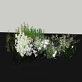 Elegant Floral Decorative Arrangement With Green Plants White Blooms And Mixed Foliage