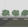 Three Green Arbor Trees With Thick Trunks And Lush Canopies On Circular Bases