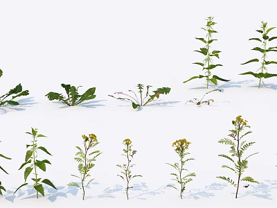 Diverse Flowering Plants with Green Leaves and Yellow Blooms Arranged on White Background 3d model