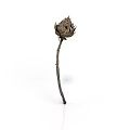 Single Isolated Dried Brown Flower With Slender Stem On White Background 3d model